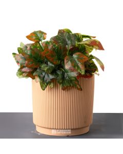 Fluted Pot