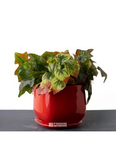 Red Ceramic Pot