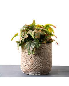 Woven Pot